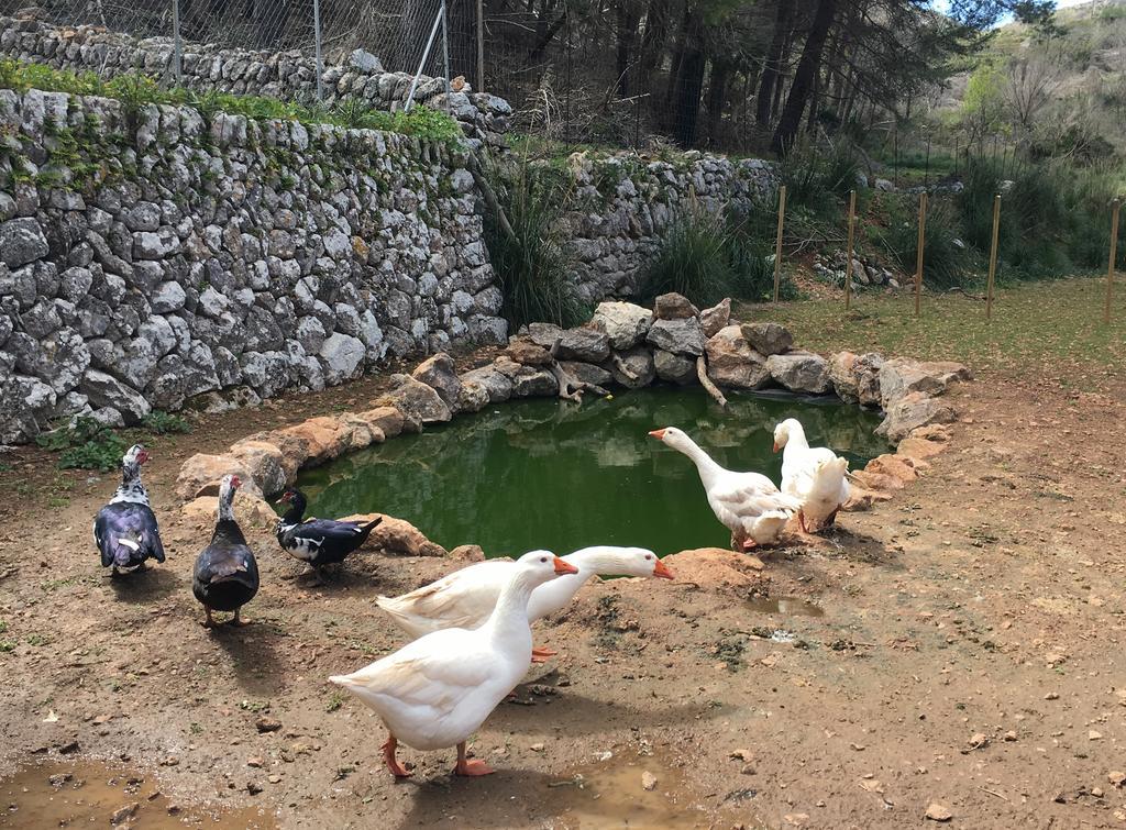 Finca Ses Fontanelles Андрач Экстерьер фото